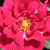 Roșu - Trandafir pentru straturi Floribunda - Diablotin